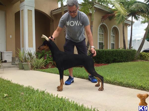 doberman pinscher puppy posted by Ada M. Levine